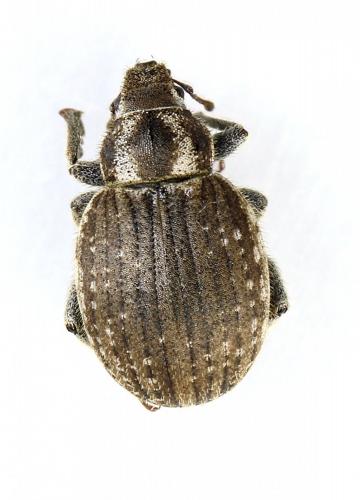 Réf. 283 514 : Philopedon plagiatum